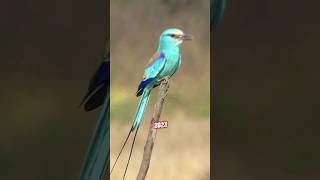 Abyssinian Roller VS 5000 BCE Abyssinian Roller. #birds