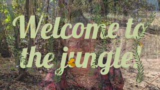 Welcome to the jungle in Arkansas! | Off-grid Living, RV Life, Couple builds