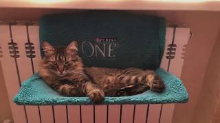 ОБЗОР ПОДАРКА ОТ PURINA ONE ✅ LOUNGER FOR A CAT