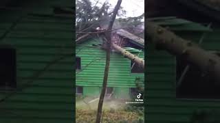 Tree falls on house! #reels #viral #watch #tiktok #trending #clips #shorts #watch #fyp #recommended