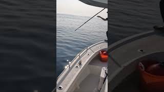 Harpooning Huge Tuna