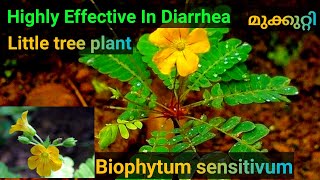 Highly Effective In Diarrhea /  #Biophytum sensitivum / #മുക്കുറ്റി /  #Littletreeplant