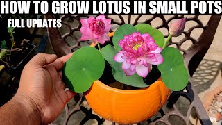 How to Grow Lotus Plant at Home | MICRO/BOWL VARIETY | FULL UPDATES