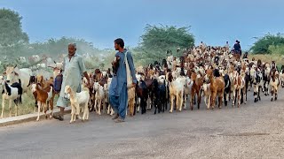 ستشعر بالسعادة بمجرد رؤية مشاهد المساء في الصحراء. وندعو الله أن يديم الصحراء السعادة Thar S desert