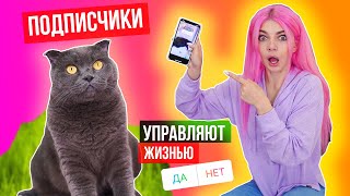 ПОДПИСЧИКИ УПРАВЛЯЮТ ЖИЗНЬЮ КОШЕЧКИ БАТТЕРС | 24 ЧАСА