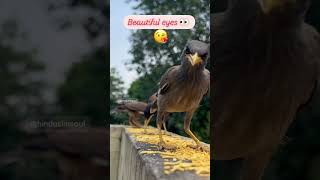 #life #trending ♥️#love #reels #shortvideos #viralvideo #shorts #birds #video #sound #india #funny