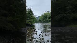 🌲🌳🌿NATURE BREAK: 30 seconds of nothing but nature. Water. Wind. Trees. Salmon. Birds. Peace.