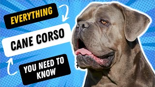 3 Fascinating Facts About The Cane Corso