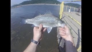 Ohio River fishing video:  A good day