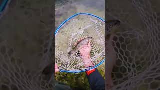 Spinning trota torrente, CHE SPETTACOLO! Fario 🔝 #shorts#youtubeshorts#youtube#fishing#trout#viral