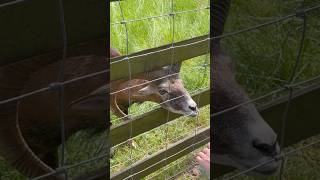 رفته بودیم ‌پارک حیوانات#wildpark #germany #weekend #wochenende #family #familie #beatiful #پارک