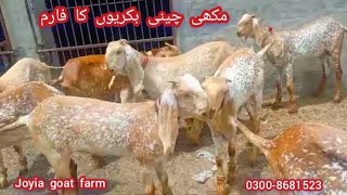 joyia goat farm bahawalpur | مکھی چینی بکریوں کا فارم | goat farming in Pakistan