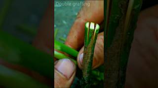 Mango - double grafting #shortvideo #gardening #grafting #viralvideo #plant #garden #shorts #shot