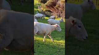 Sheep Heaven 🐑 in New Zealand 😍