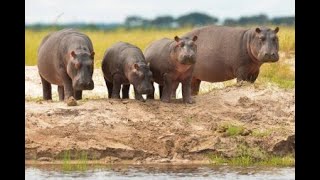 Hippos' Deadliest Attacks on Humans! #HippoHorror #RiverGiants #deadlyHippo #animals #wildlife