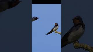 What as the swallow swallowed /bird-photography #shorts