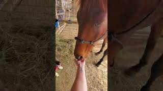 My horse meets my rescue dog for the first time.