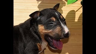 bull terrier miniatura cachorros