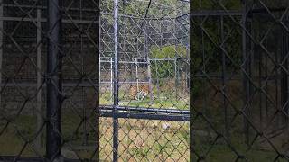 Bengal Tiger 🐯 #zoo #nainital #bengaltiger