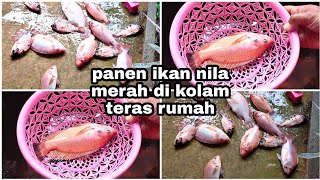 panen ikan nila merah di teras rumah