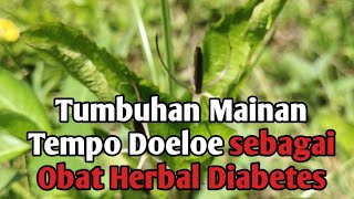 Kencana Ungu "Pletekan" sebagai obat alternatif Diabetes dan kanker