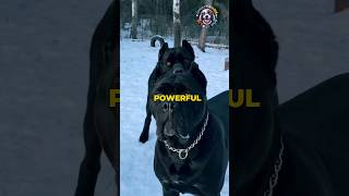 Cane Corso: The Majestic Italian Mastiff #shorts