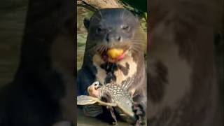 Hungry Giant River Otter #shorts