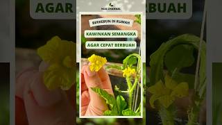 Cara mengawinkan semangka agar cepat berbuah #berkebun #shorts #tanamsemangka #buahsemangka #garden