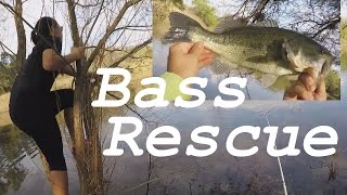 Rescuing a Bass From a Tree! | Pond Bass Fishing