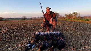 CORVID SHOOTING / CROP PROTECTION