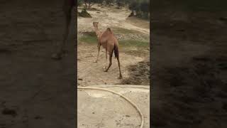 Female Camel