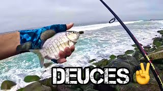 Quick n Easy Barred Surf Perch Fishing, Pod of DOLPHINS spotted!!!