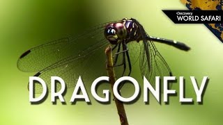 There Are Over 5,000 Species of Dragonflies