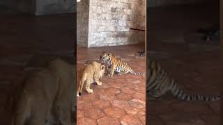 tiger vs lion