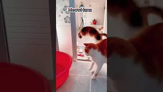 Funny cat moments 197