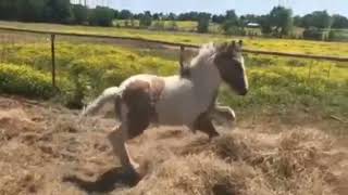 beautiful horses videos for kids | horse video | horses videos for children | animal videos for kids