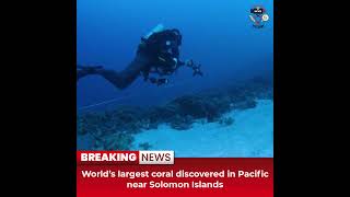 Desitdown News (World’s largest coral discovered in Pacific near Solomon Islands) #desitdown #news