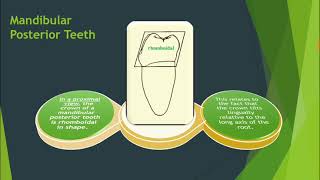 300 Dental Anatomy Facts- High Yield #4 INBDE