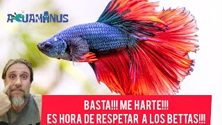 Es hora de respetar a los peces Betta!!! 😡😠🤬