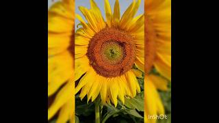 #Heliotropism in Sunflower. #bees #honeybees #pollination #amazingfacts #flowers #shortvideo