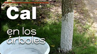 Pintar los árboles con cal. Encalado para frutales