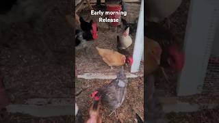 Chickens early morning release #freerangechickens #chicken #roostersandhens @Chickenchaos