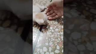 New born kitten/cute kitten😺/kitty/Persian kittens/beautiful kittens#shorts#tiktok#cat#kitten