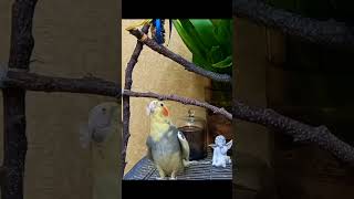 #cockatielscream #cockatielscreamsong #cutebirds #fannycockatielshorts #funnyparrot #cockatiellover