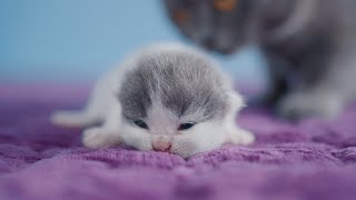 Newborn kittens meowing (too much cuteness)