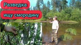 Разведка. Ищу смородину. (3часть)