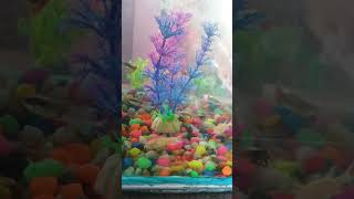 Aquarium #shortvideo #shorts #viralvideo #music #song #nepalisong #newsong