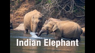 Indian elephant | Periyar River | Thattekad Bird Sanctuary | Kerala