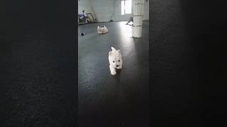 Как мы на фотоссесию ходили #вестикиастрахань #puppy #westie #вестики #мойщенок