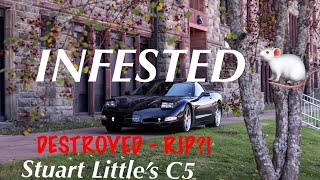 Rats DESTROY my Corvette! New to me C5 was INFESTED - is it a write off ?!